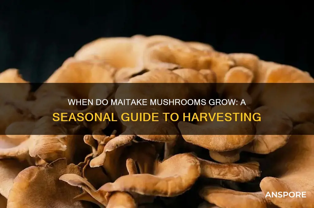 when do maitake mushrooms grow