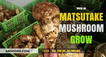 When and Where Matsutake Mushrooms Thrive: A Seasonal Guide