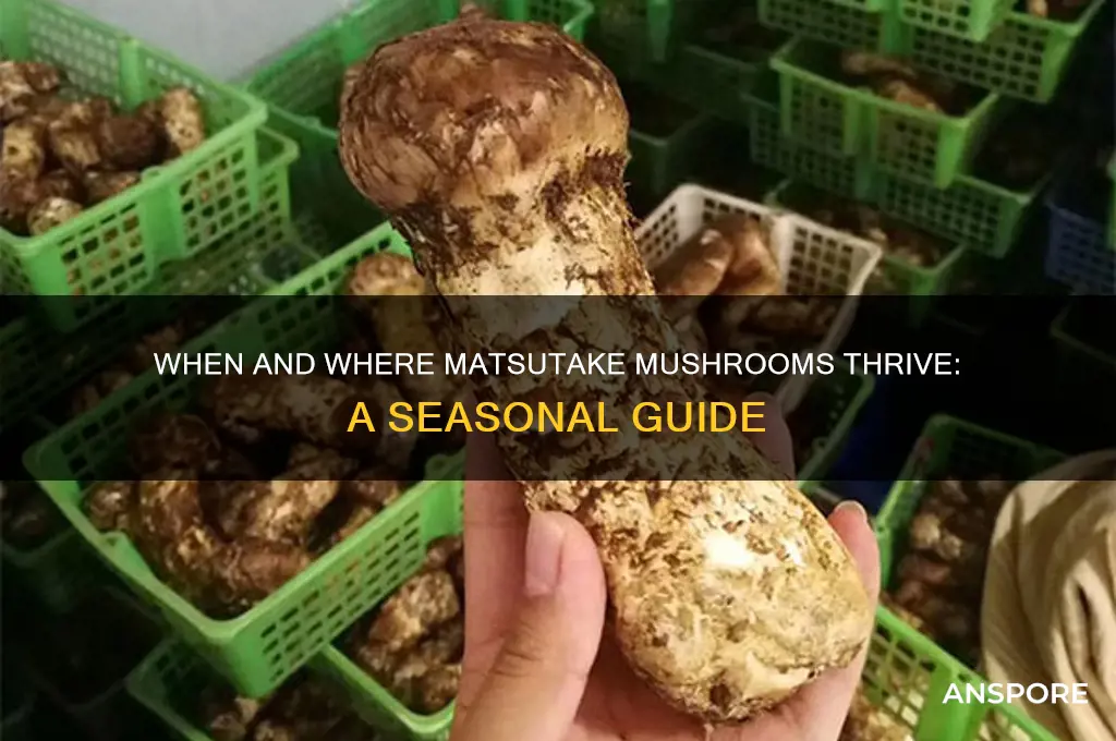 when do matsutake mushrooms grow