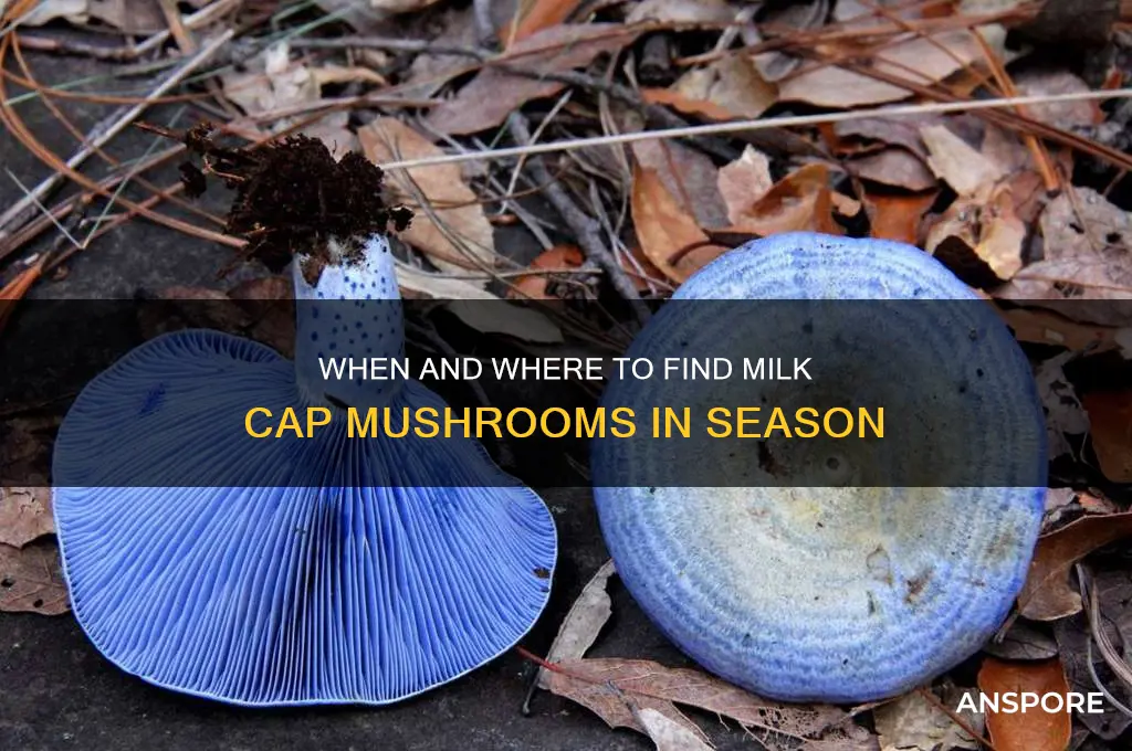 when do milk cap mushrooms grow