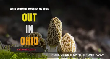 Ohio Morel Mushroom Season: Timing and Tips for Foraging Success
