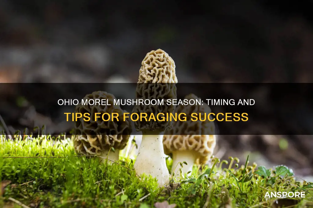 when do morel mushrooms come out in ohio