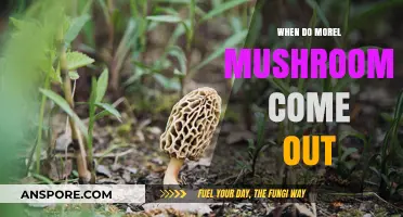 When Do Morel Mushrooms Appear? A Seasonal Foraging Guide