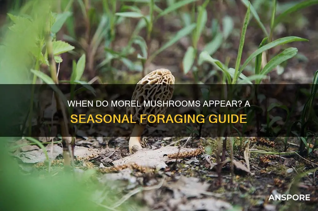 when do morel mushrooms come out