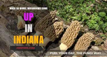Indiana Morel Mushroom Season: Timing and Tips for a Successful Hunt