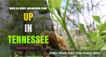 Tennessee Morel Mushrooms: Timing Your Foraging Adventure for Peak Season