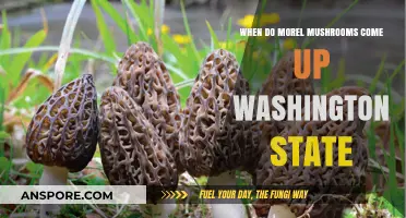 When Do Morel Mushrooms Appear in Washington State: A Seasonal Guide
