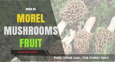 When Do Morel Mushrooms Fruit: Timing and Conditions Explained