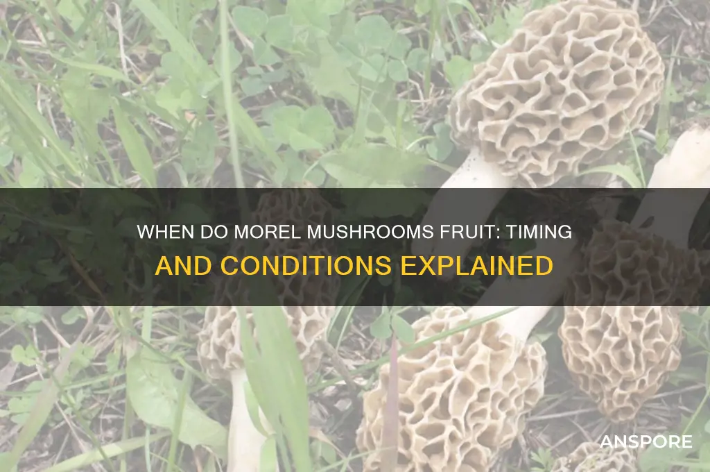when do morel mushrooms fruit