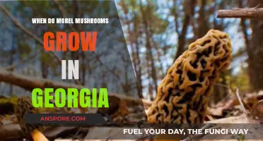 Georgia's Morel Mushroom Season: Timing and Tips for Foraging Success