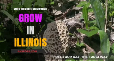 When and Where to Find Morel Mushrooms in Illinois
