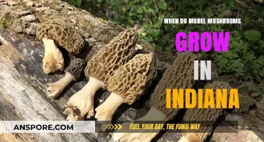 Indiana Morel Mushroom Season: Timing and Tips for Foraging Success