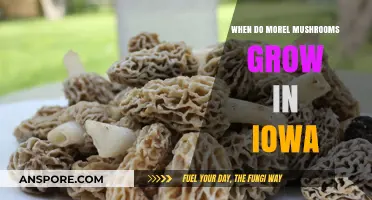 Iowa's Morel Mushroom Season: Timing, Tips, and Prime Hunting Spots