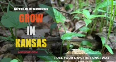 Kansas Morel Mushrooms: Timing, Habitat, and Hunting Tips