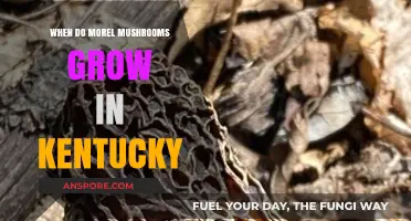 Kentucky Morel Mushrooms: Timing and Tips for a Successful Foray