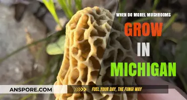 Michigan Morel Mushrooms: Timing Your Hunt for Peak Growth Season