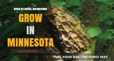 When Do Morel Mushrooms Grow in Minnesota: A Seasonal Guide