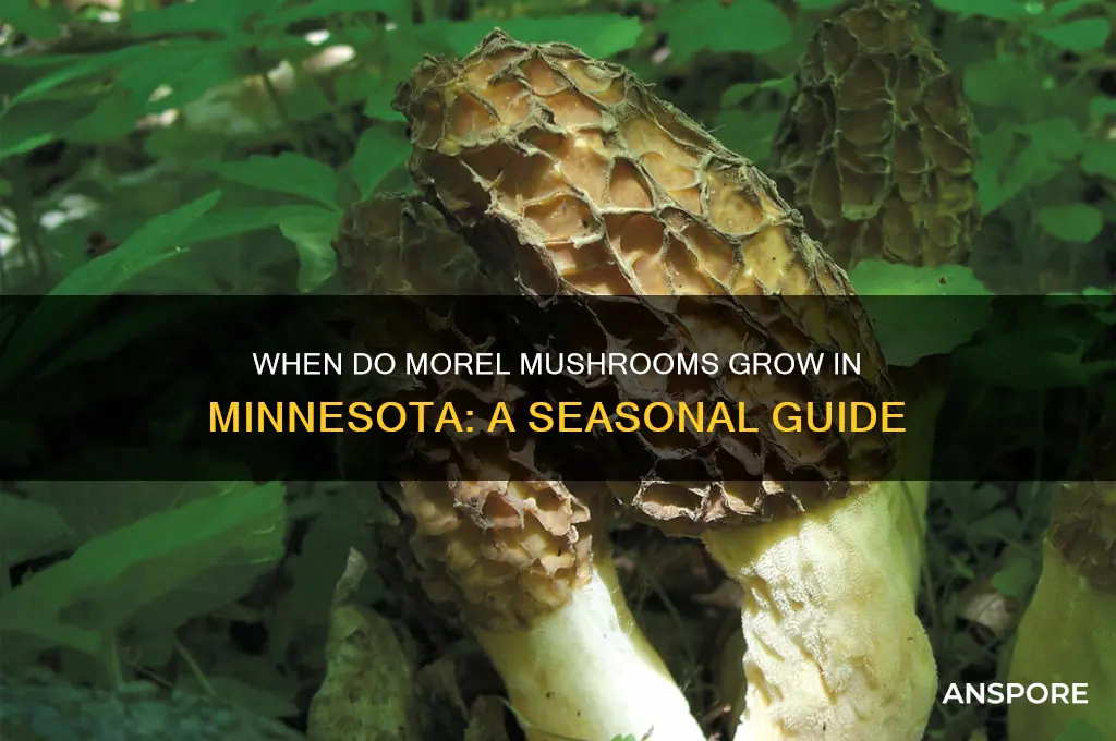 when do morel mushrooms grow in minnesota