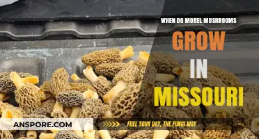 Missouri Morel Mushrooms: Timing Your Hunt for Spring's Delicacy