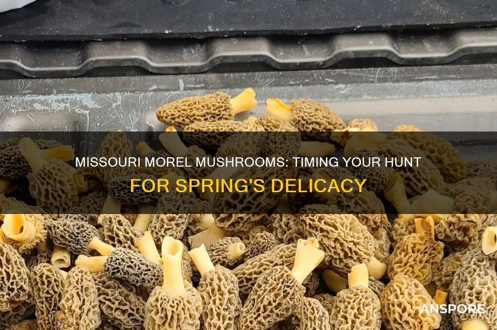when do morel mushrooms grow in missouri