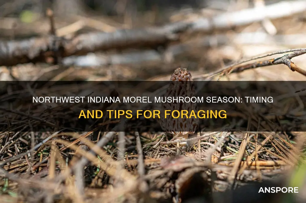 when do morel mushrooms grow in north west indiana