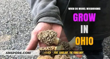 Ohio Morel Mushrooms: Timing, Habitat, and Hunting Tips