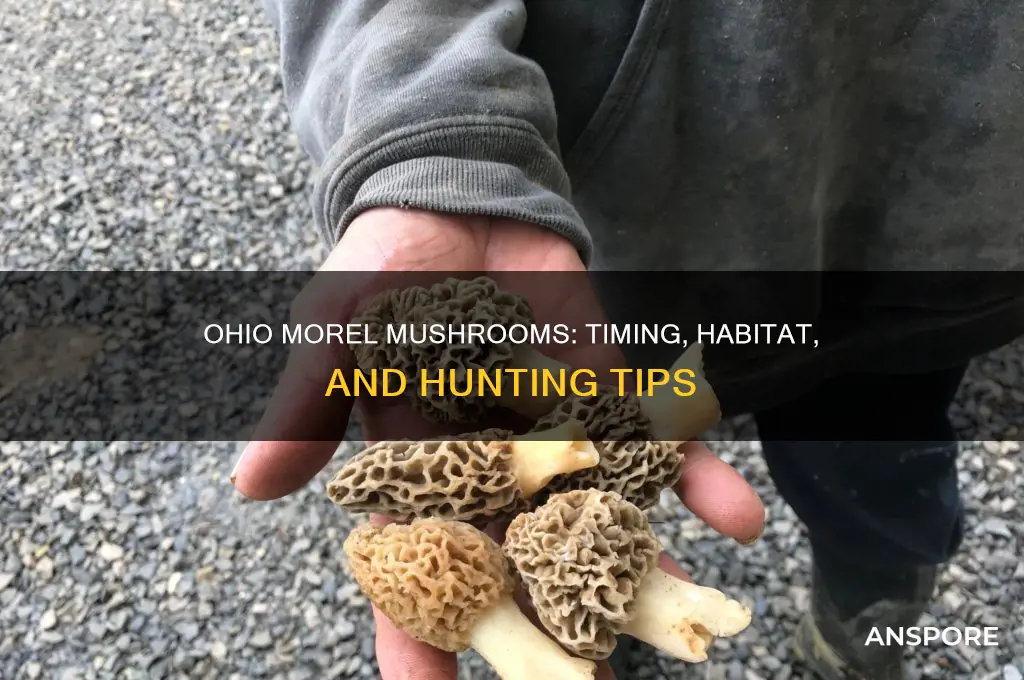 when do morel mushrooms grow in ohio