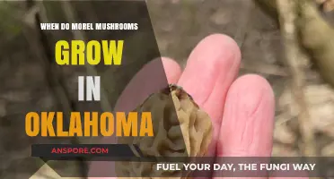 Oklahoma Morel Mushrooms: Timing and Tips for a Successful Foray