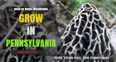 Pennsylvania Morel Mushrooms: Timing Your Foraging Adventure for Peak Growth