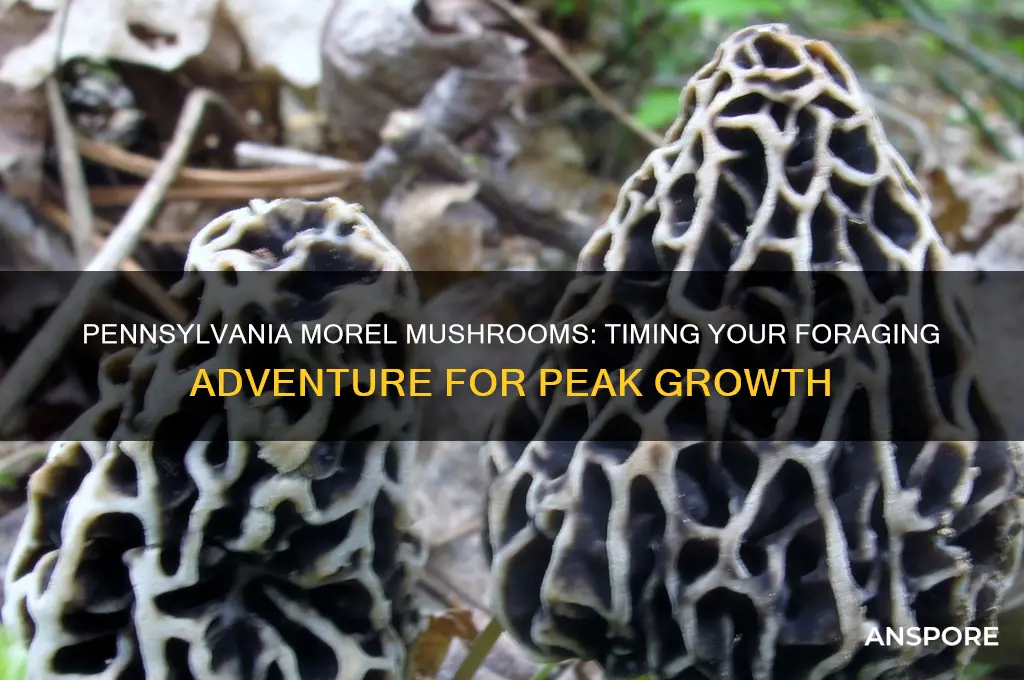 when do morel mushrooms grow in pennsylvania