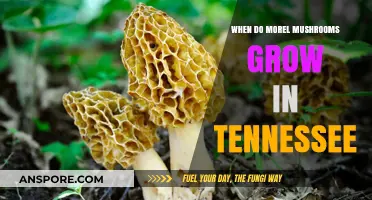 Tennessee Morel Mushrooms: Best Growing Seasons and Hunting Tips
