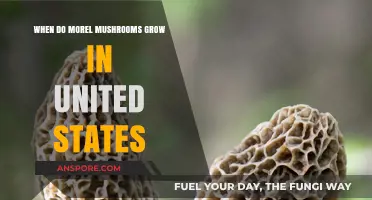 When and Where to Find Morel Mushrooms in the U.S