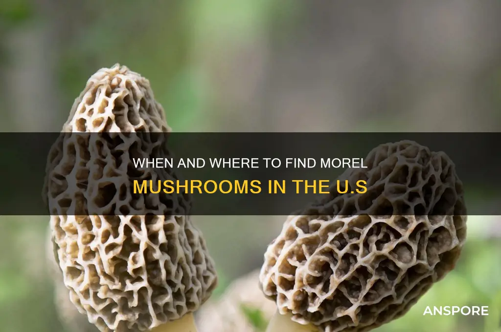 when do morel mushrooms grow in united states