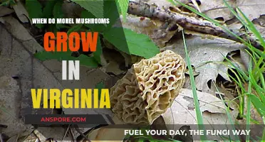 When and Where to Find Morel Mushrooms in Virginia