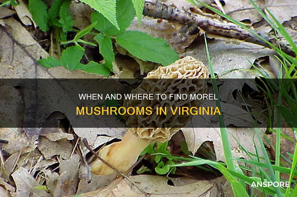 when do morel mushrooms grow in virginia