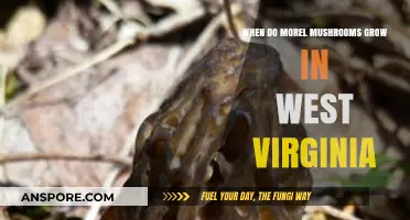 West Virginia Morel Mushrooms: Timing and Tips for a Successful Hunt