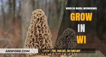 Wisconsin Morel Mushroom Season: Timing, Tips, and Prime Growing Conditions