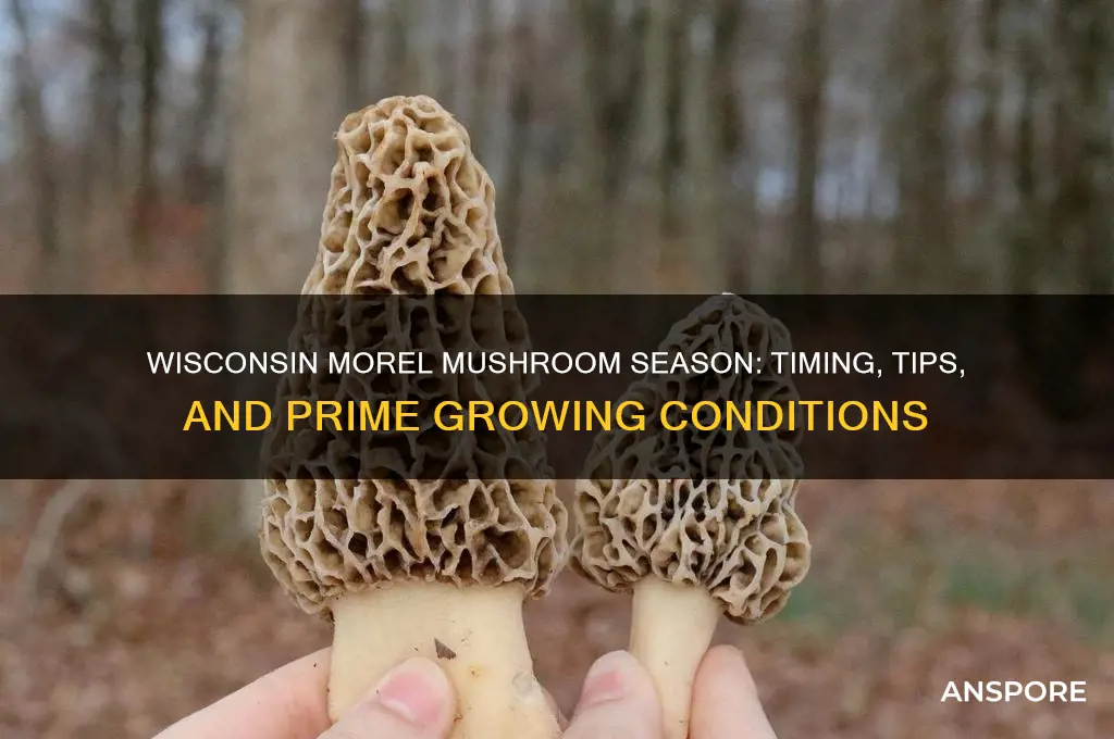 when do morel mushrooms grow in wi