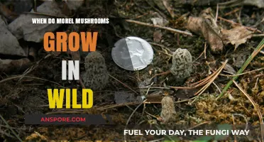 When and Where to Find Wild Morel Mushrooms: A Seasonal Guide
