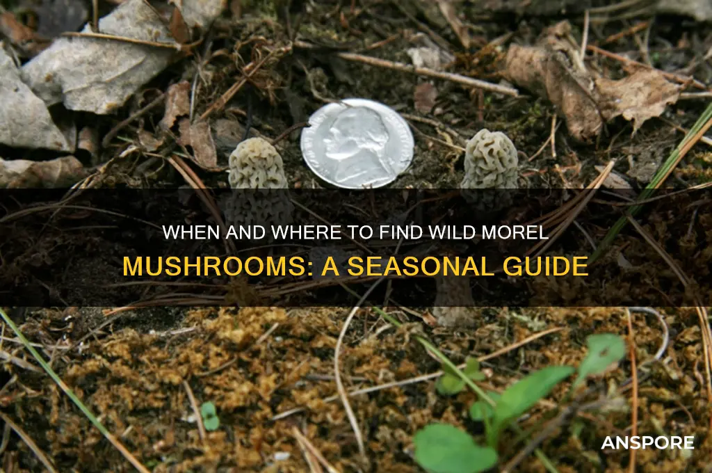 when do morel mushrooms grow in wild