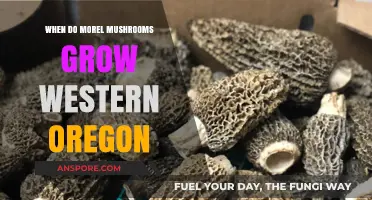 When Do Morel Mushrooms Grow in Western Oregon: A Guide