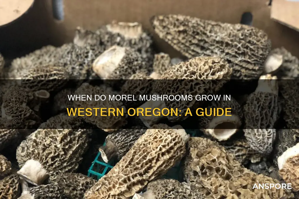 when do morel mushrooms grow western oregon