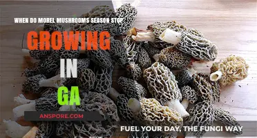 When Does Morel Mushroom Season End in Georgia?