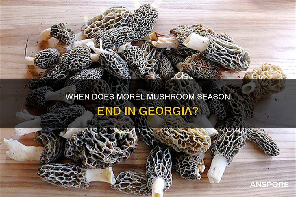 when do morel mushrooms season stop growing in ga