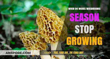 When Does Morel Mushroom Season End: A Seasonal Guide