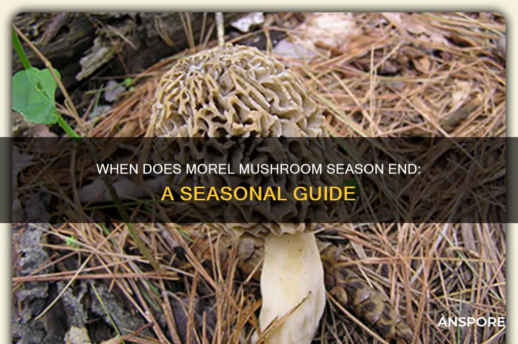 when do morel mushrooms season stop growing
