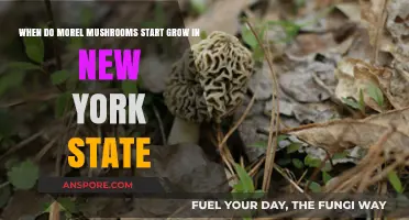 When Do Morel Mushrooms Begin Growing in New York State?