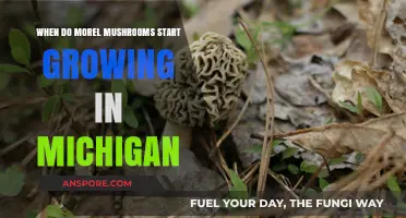Michigan Morel Mushrooms: Timing Your Hunt for Spring's Delicacy