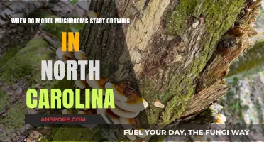 North Carolina Morel Mushrooms: Timing Your Foraging Adventure