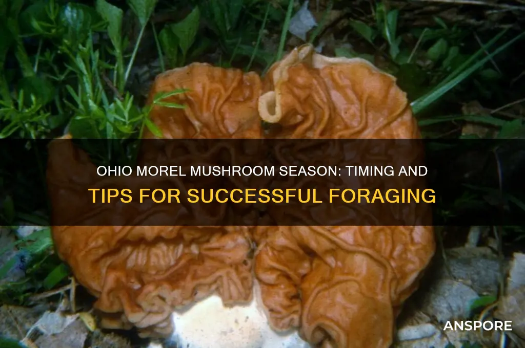 when do morel mushrooms start growing in ohio